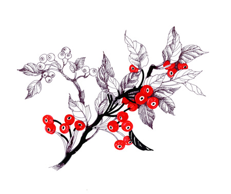 Hand drawn painting branches with summer berries on white background.のイラスト素材