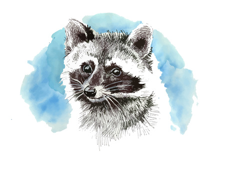 Raccoon cartoon style portrait.Cute art print for kids room wall decoration.のイラスト素材