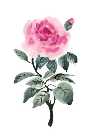 Hand drawn watercolor pink flower isolated on white background.のイラスト素材