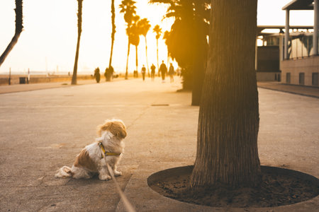 A dog is sitting under a tree on a sidewalk. The dog is wearing a yellow harness. There are several people walking by on the sidewalk.の写真素材