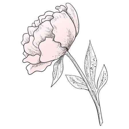 Drawn peony flower with leaves. Line drawing with watercolor.のイラスト素材