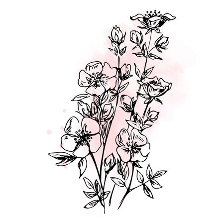 Botanical sketch with a blooming spring twig. Minimalistic illustration with watercolor pink stain on a white background.のイラスト素材