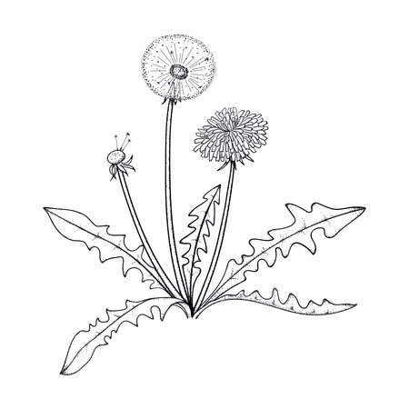Black and white drawing of a dandelion. Botanical sketch, line art, design element. Spring flower on a white background.のイラスト素材