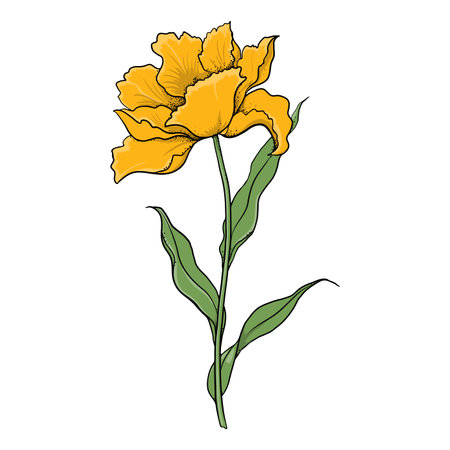 Vector illustration of tulip flower on white backgroundのイラスト素材