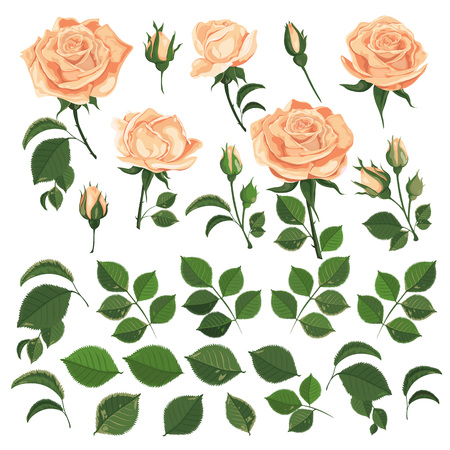 Yellow rose flowers with leaves and buds on white background.Watercolor style drawing for floral and wedding decoration, seasonal sales, design, invitations, banners, posters, postcards Vector illustrationのイラスト素材