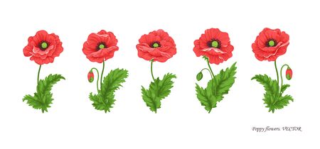 Poppy flowers. Set of five bouquets of poppy with stem buds and leaves . Watercolor style drawing for floral and wedding decoration seasonal sales design banners template posters greeting cards.Vectorのイラスト素材