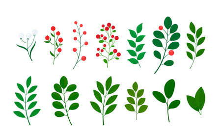 Botanical set of wild and Garden foliage grass branches for wedding invitation cards, collection of decorative herbs and berries. Vector graphics.のイラスト素材