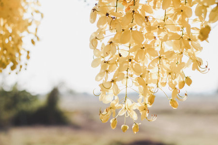 Cassia fistula, yellow flowers close-upの写真素材