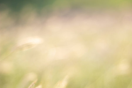 Blurred nature backgroundの写真素材