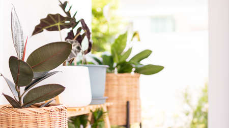 The set of foliage plants and focus on the rubber plantの写真素材