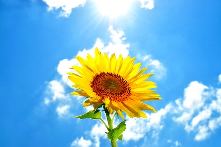 Large, bright, flower, sunflower seeds, against the turquoise sky