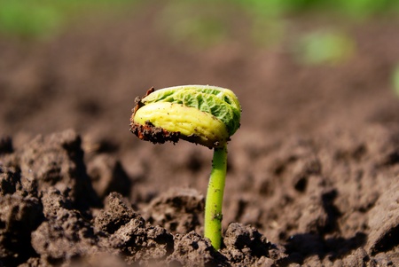 Young sprout beans made his way through the earthの写真素材