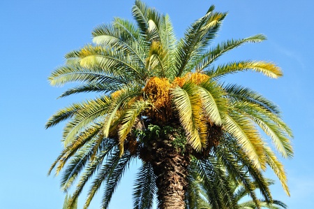 Big, beautiful, blooming palm tree with fruit on a background of blue skyの写真素材