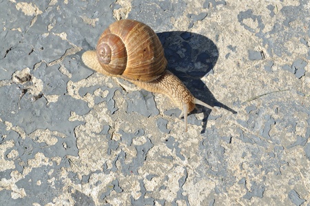 On a large concrete slab was crawling snail, top viewの写真素材