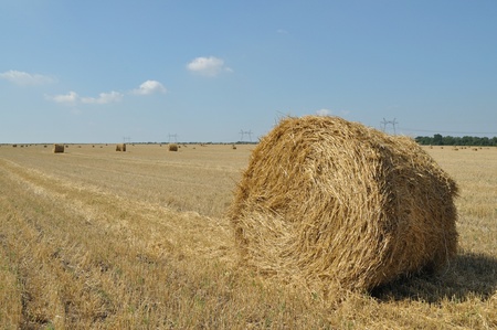 On the sloping field of wheat is a big stack of twisted straw, background sky
