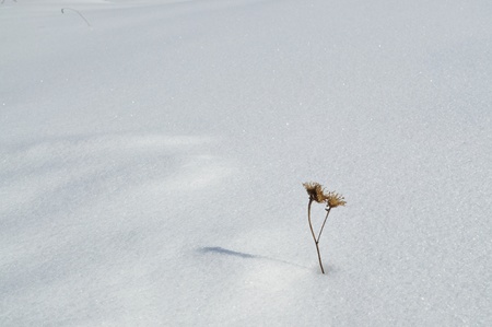 A small dry twig of a flower, is one of the white snowの写真素材