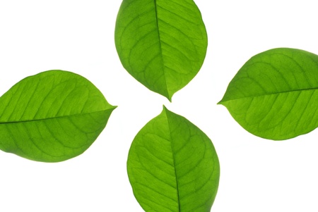 A few green leaves lay on a white backgroundの写真素材