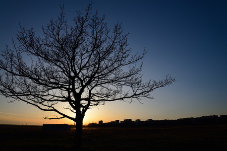Silhouette of a tree against the setting sunの写真素材
