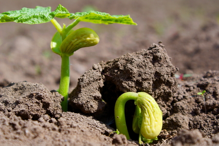 Bean germ breaks through the fertile landの写真素材