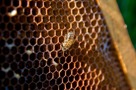 Beautiful honeycomb and bee works. Loneliness workerの写真素材