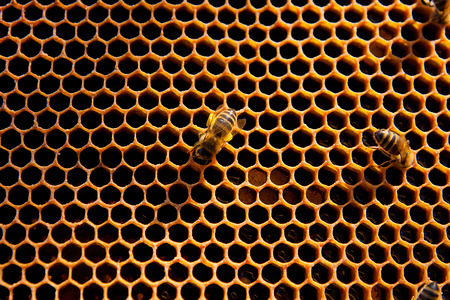 Yellow beautiful honeycomb with honey and close up view of the working bees on honeycomb.の写真素材