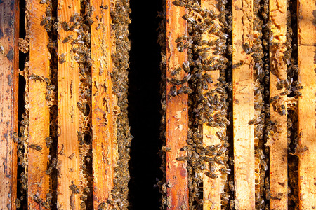Busy bees, close up view of the working bees on honeycomb. View showing some animals and beehive...