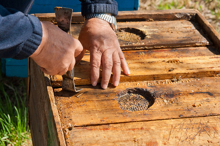 Beekeeper checking a beehive to ensure health of the bee colony or collecting honey.