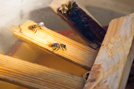 Bees close up showing some animals drinking water.