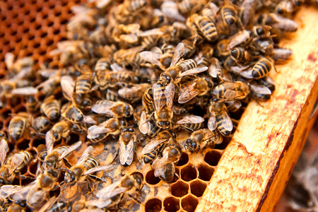 Busy bees, close up view of the working bees on honeycomb. Bees close up showing some animals and honeycomb structure.の写真素材