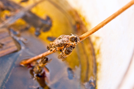 Busy bees, close up view of the working bees. Bees close up showing some animals drinking water.の写真素材