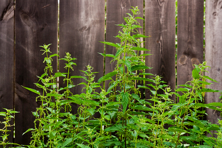 Nature wooden background. Foliage nettle on vintage wooden background with copy space. Green leaves of the nettle on natural wooden background.の写真素材