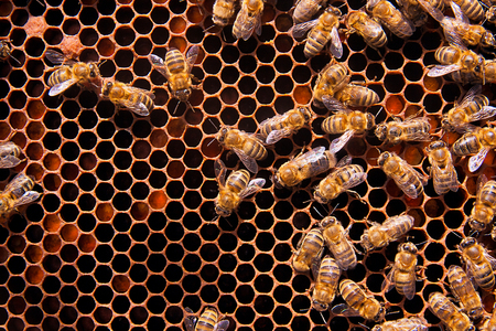 Busy bees, close up view of the working bees on honeycomb. Bees close up showing some animals and...