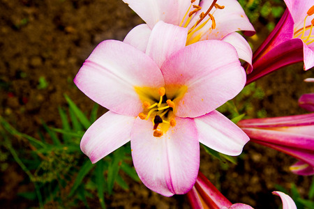 Pink and yellow lily blossoms on a black background. Close up view of lily flowers in the autumn...