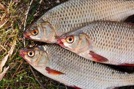 Close up view of the freshwater roach fish just taken from the water. Catching fish - common roach...