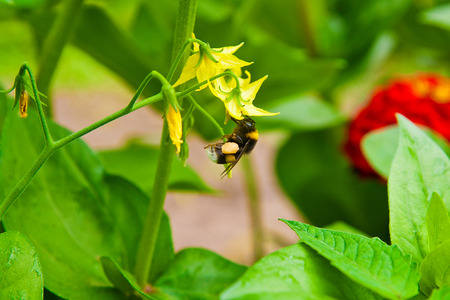 Macro photo of nice bumblebee (bombus pascuorum) working on the yellow flower.の写真素材