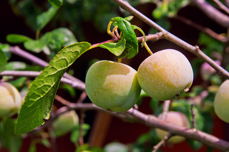 Green unripe plums on the plum tree. Growing green plums hanging on their branch in the garden.の写真素材