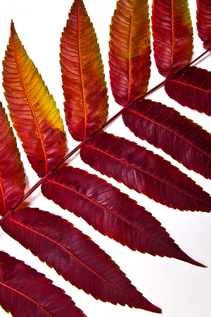 Close up view of autumn red leaf on white background. Autumn red leaf colored by red and green...