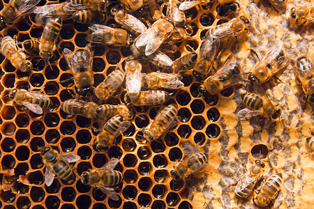 Close up view of the working bees on the honeycomb with sweet honey. Honey is beekeeping healthy...
