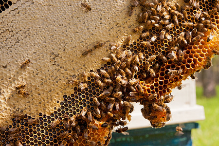 Close up view of the working bees on the honeycomb with sweet honey. Honey is beekeeping healthy...