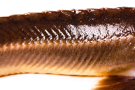Close up view of the fresh small sturgeon fish isolated on white background. Fresh sterlet fish just taken from the water. Sterlet is a small sturgeon, farmed and commercially fished for its flesh and caviar.の写真素材