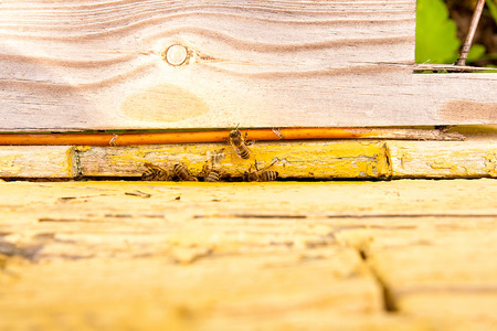 Plenty of bees at the entrance of beehive in apiary.