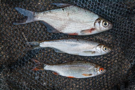 Freshwater fish just taken from the water. Ablet or bleak fish, roach and bream fish on fishing net....