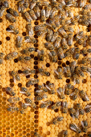 Busy bees inside hive with open and sealed cells for their young. Birth of o a young bees. Close up...