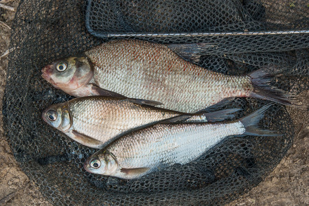 Freshwater fish just taken from the water. Several bream fish and silver bream or white bream on...