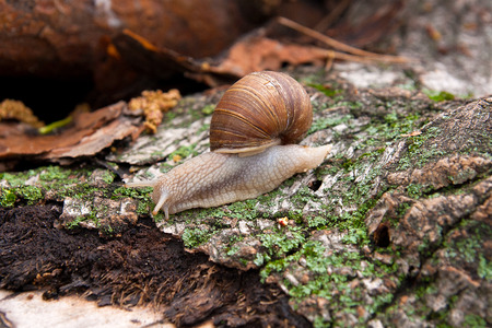 Burgundy snail (Helix pomatia, Roman snail, edible snail, escargot) crawling on its road. Close up view of brown tree bark with moss and fungus. Big snail on the trunk of old tree. Green moss and mold growing on the old tree trunk.の写真素材