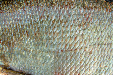 Close up view of the freshwater common bream fish just taken from the water. Catching fish - common...
