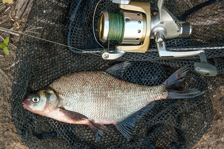 Freshwater fish just taken from the water. Catching freshwater fish and fishing rods with fishing...