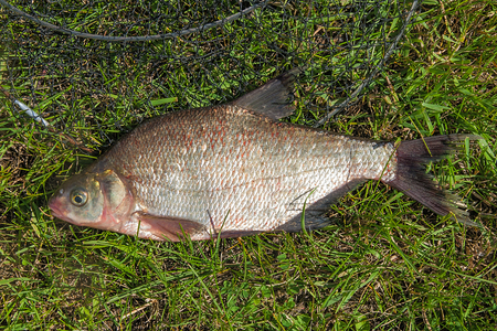 Freshwater fish just taken from the water. Catching freshwater fish and fishing net. Common bream...