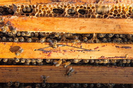 Close up view of the opened hive body showing the frames populated by honey bees.の写真素材