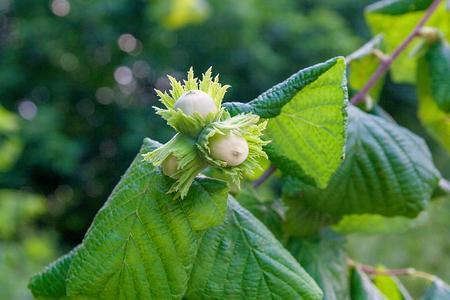 Hazelnut with green leaves on a hazel grove branch.の写真素材